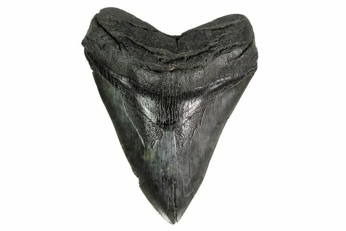 Fossil Megalodon Tooth - South Carolina #160256